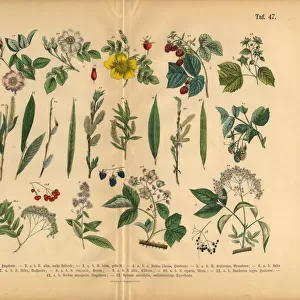 Fruit Trees, Berries, Rose and Plants, Victorian Botanical Illustration