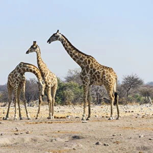 Three giraffes -Giraffa camelopardis-, Etosha National Park, Namibia