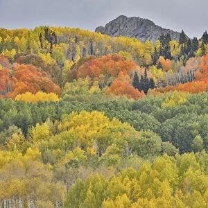 Groves of aspens in orange and yellow along Dyke, Kebler Pass, Colorado, USA