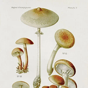 Honey fungus mushroom 1891