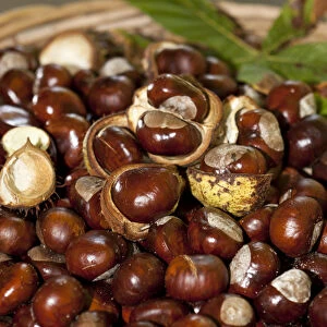 Horse Chestnuts or Conkers (Aesculus hippocastanum) with chestnut leaves, seeds and capsules in a wicker basket