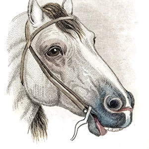 Hungarian horse Engraving 1841