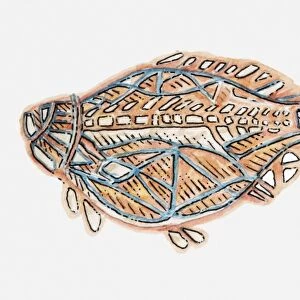 Illustration of Aboriginal cave painting of a fish
