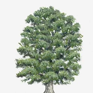 Illustration of a beech tree