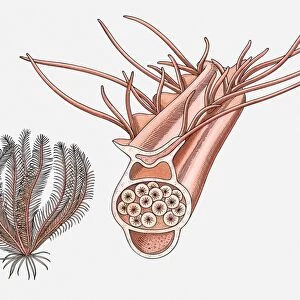Illustration of a Feather star (Crinoidea) and its reproductive pinnule