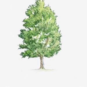 Illustration of Hornbeam (Carpinus) tree with green foliage