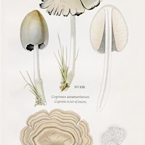 Ink cap mushroom 1891