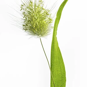 Lagurus Ovatus grass