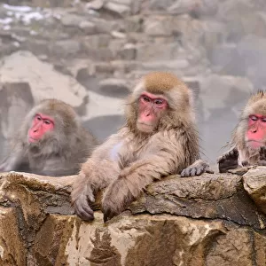 Monkeys at Wild Snow Monkey Park, Nagano Prefecture, Japan