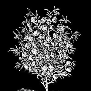 Old engraving illustration of Botany, Clarkia - a genus within the flowering plant family Onagraceae (Ruby Chalice Clarkia or Farewell to Spring)