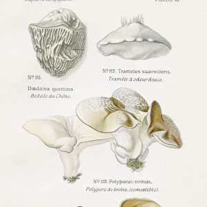 Polypore mushrooms 1891