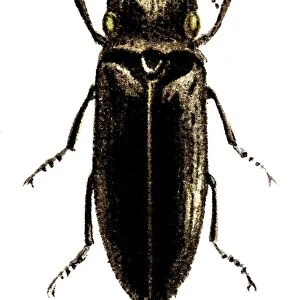 Pyrophorus noctilucus (Headlight Elater)