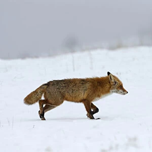 Red Fox -Vulpes vulpes-, during the rut season in February, Sinite Kamani Nature Park, Bulgaria, Europe