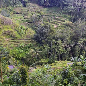 Rice terraces near Tegallalang, Bali, Indonesia
