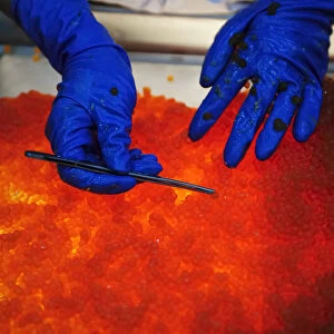 Salmon caviar, Russian specialty, bad salmon eggs are sorted out by hand, Kamchatka Peninsula, Russia
