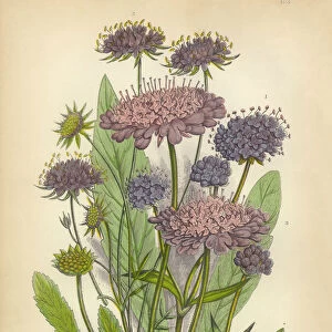 Scabious, Honeysuckle, Pincushion Flower, Knautia, Victorian Botanical Illustration