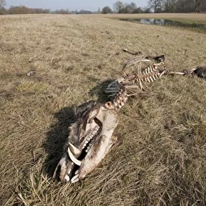 Skeleton of a perished Wild Boar -Sus scrofa-, Elbe river floodplains near Dessau-Rosslau, Middle Elbe Biosphere Reserve, Saxony-Anhalt, Germany