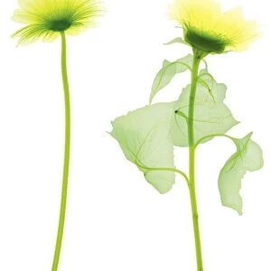 Two sunflowers, X-ray