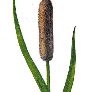 Typha latifolia (broadleaf cattail, bulrush, common bulrush, common cattail, cat-o -nine-tails, great reedmace, coopers reed, cumbungi)