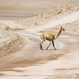Vicugna (Vicugna vicugna) crossing a non-paved road, Los Flamencos Nacional Reserve, Atacama Desert, Antofagasta region, Chile, South America