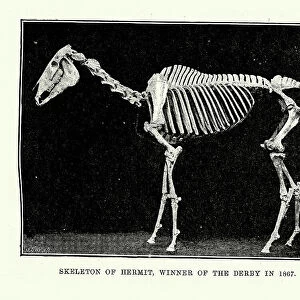 Vintage illustration of Skeleton of Hermit, a racehorse who won the Derby in 1867