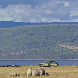 White Rhinoceroses or Square-lipped Rhinoceroses -Ceratotherium simum-, adult animals in front of an off-road vehicle, Lake Nakuru National Park, Kenya, East Africa, Africa, PublicGround