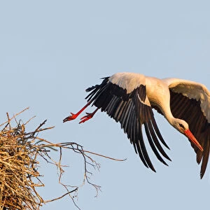 White Stork -Ciconia ciconia- taking off from the nest, North Hesse, Kassel