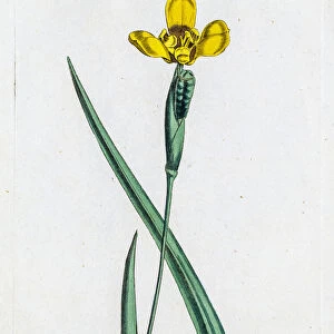 Yellow Iris flower