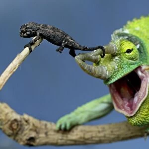 Australia-Nature-Zoo-Chameleon