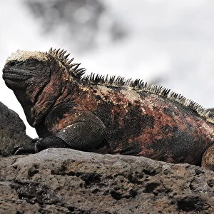 Ecuador-Nature-Galapagos