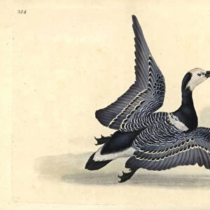 Barnacle goose, Branta leucopsis. Handcoloured copperplate drawn and engraved by Edward Donovan from his own "Natural History of British Birds, "London, 1794-1819