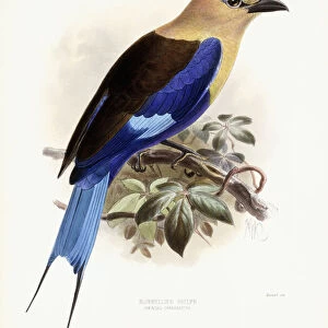 Bluebellied Roller, 1893 (hand-coloured lithograph)