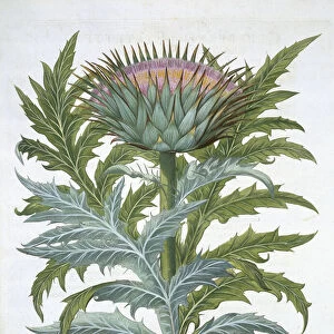 The Cardoon, from the Hortus Eystettensis by Basil Besler (1561-1629), pub