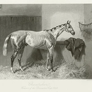 Chanticleer, foaled 1843 (b / w photo)