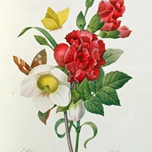 Christmas Rose, Helleborus niger and Red Carnation with Butterflies, from Les