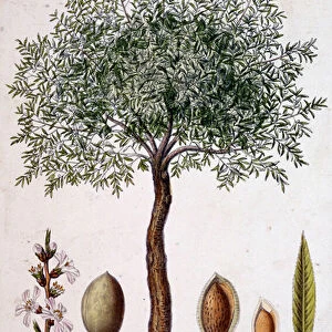 Common almond tree - botanical board, 19th century