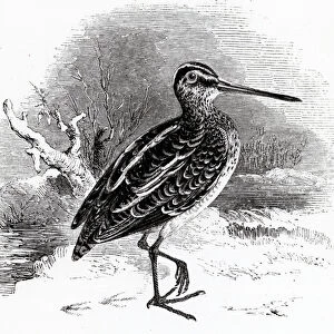 The Common Snipe, illustration from A History of British Birds by William Yarrell