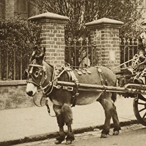 A donkey barrow transports a wealthy costermongers family (sepia photo)