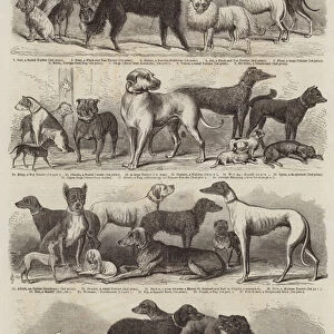 Exhibition of Sporting and Other Dogs (engraving)