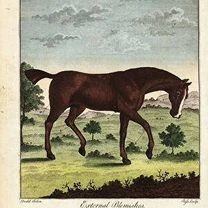 External blemishes on a horse, 18th century. 1792 (engraving)