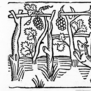 The Fox and the Raisins, illustration from Caxtons Aesops Fables