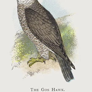 The Gos Hawk (chromolitho)