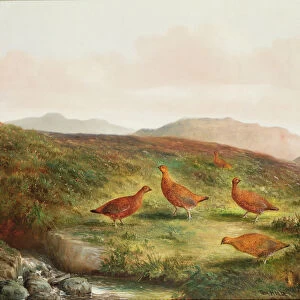 Grouse in a Moorland landscape