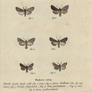 Hebrew character, black-spot chestnut, small quaker moth, etc
