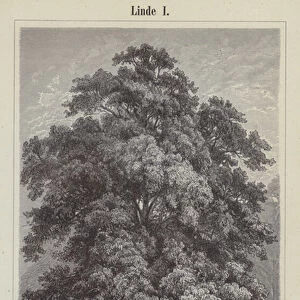 Linden tree (engraving)