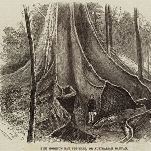 The Moreton Bay Fig-Tree, or Australian Banyan (engraving)