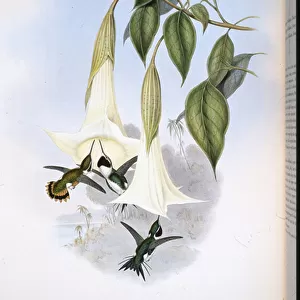 Mulsants Wood Star (Calothorax Mulsanti) (hand-coloured litho)