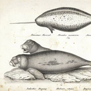 Narwhal, Monodon monoceros, and dugong, Dugong dugon (vulnerable). Lithograph by Karl Joseph Brodtmann from Heinrich Rudolf Schinz's Illustrated Natural History of Men and Animals, 1836