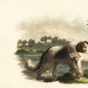 Newfoundland dog saving a boy from drowning in the River Tyne, England, 18th century