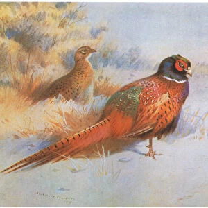Pheasant, pub. by Book Club Associates, 1972 (colour litho)